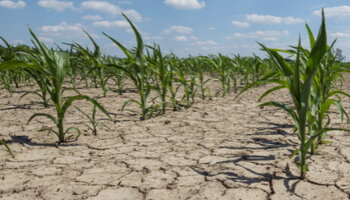 Corn in a dry field