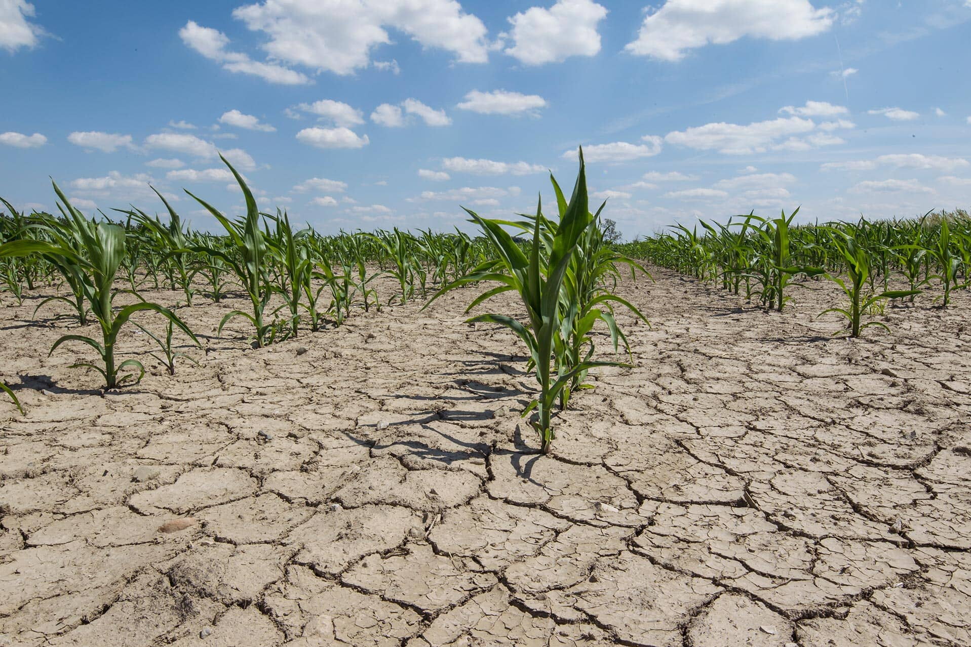 corn growing during drought