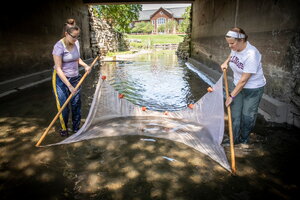 Two biologists collecting fish specimen in the Boneyard Creek